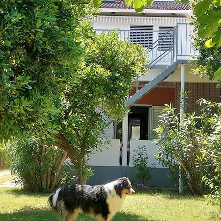 .....und Der Hund Darf Mit *